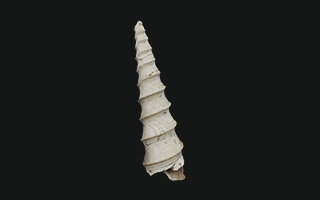 Focil Concha torre | Common tower shell 3D