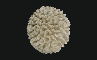 Coral cerebro Grooved brain coral