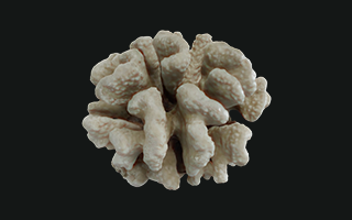 Focil Coral coliflor – Cauliflower coral 3D