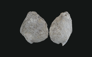 Focil Ostra perlera  Pearl oyster
        3D