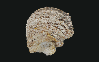 Fosil Bala de cañon Spiny oysters
        edge