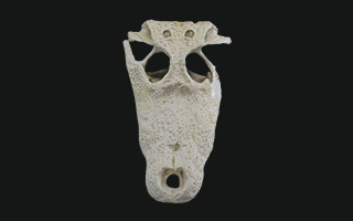 Focil Caimán de anteojos Common caiman 3D