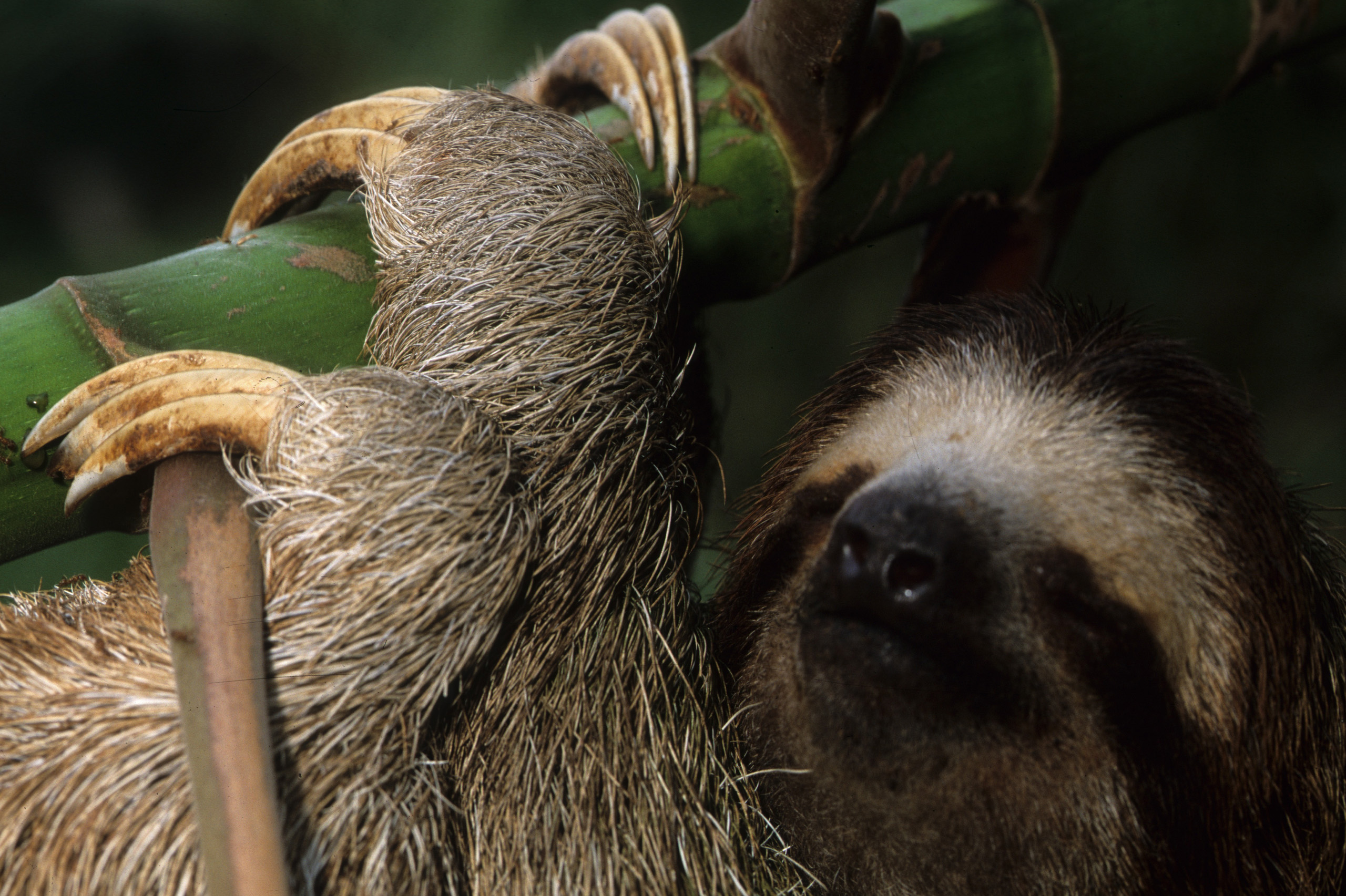 1_eating_together_1_sloth | Smithsonian Tropical Research Institute