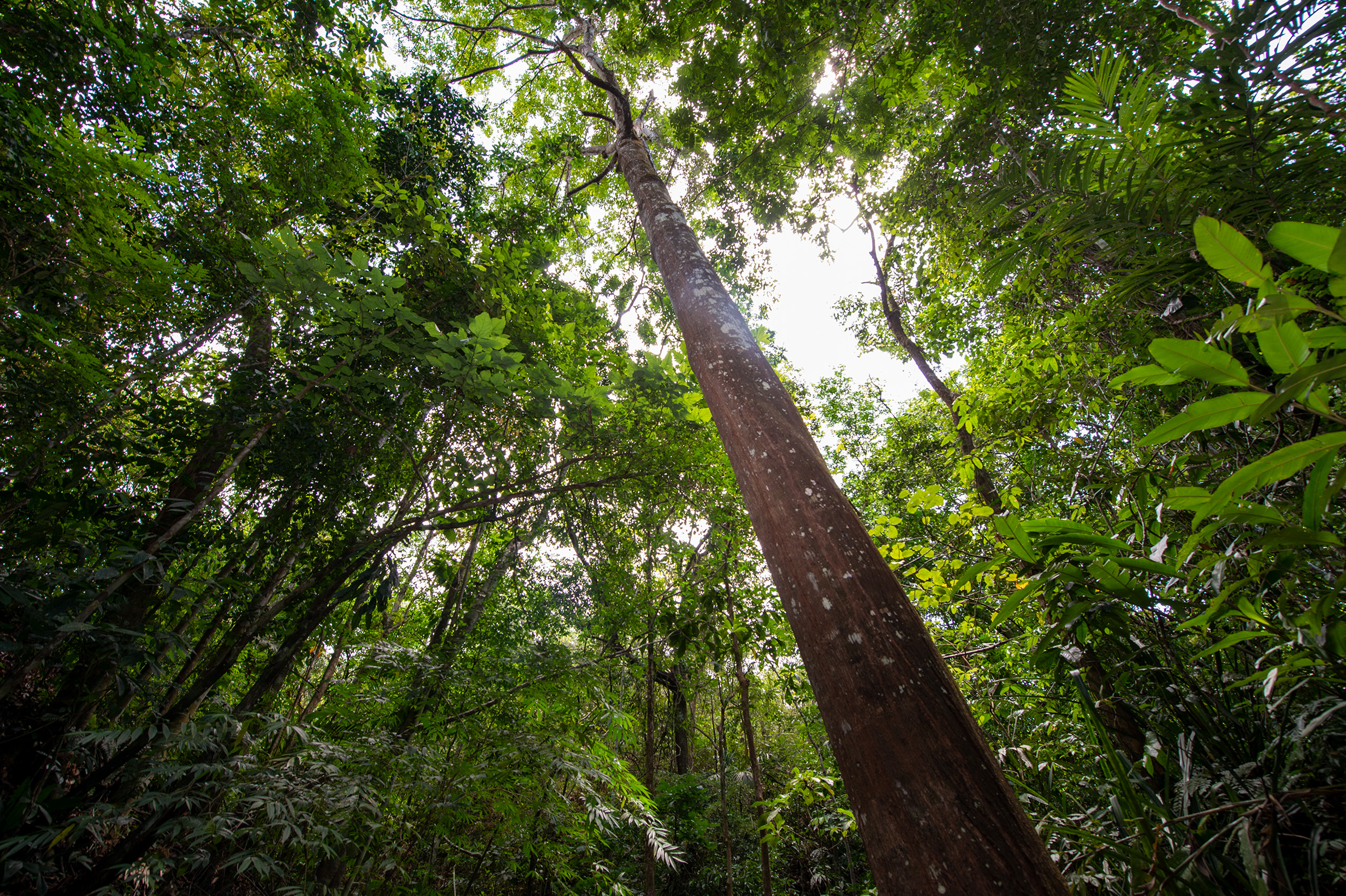 Nitrogen-fixing trees for reforestation