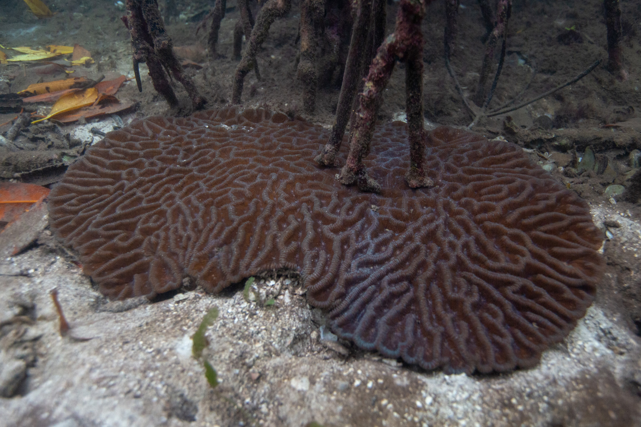 In an unlikely phenomenon, large corals are growing several meters into the mangrove forests in Bocas del Toro, even changing their shape and color as they do, such as this brain coral.