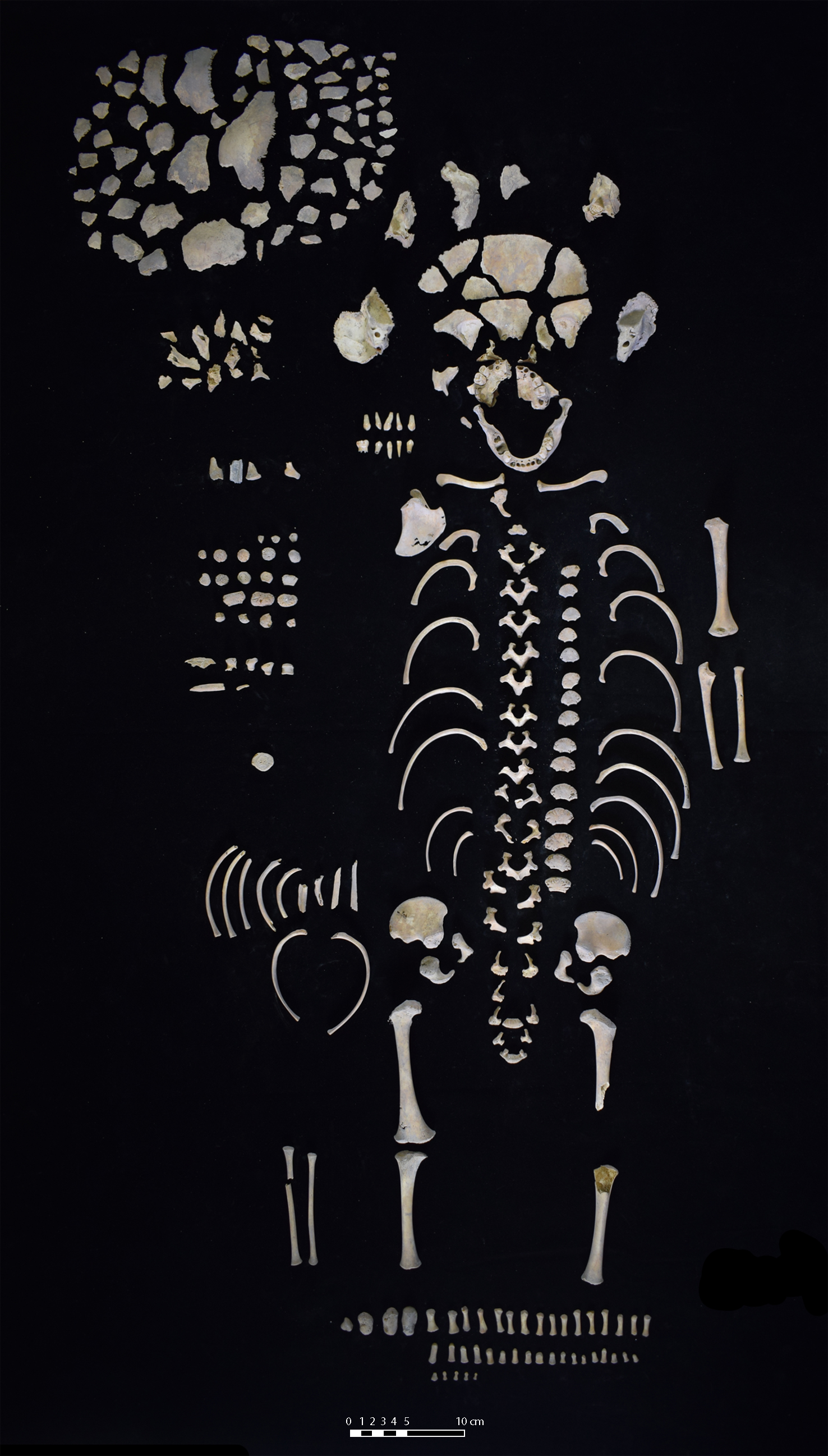 Smithsonian Tropical Research Institute