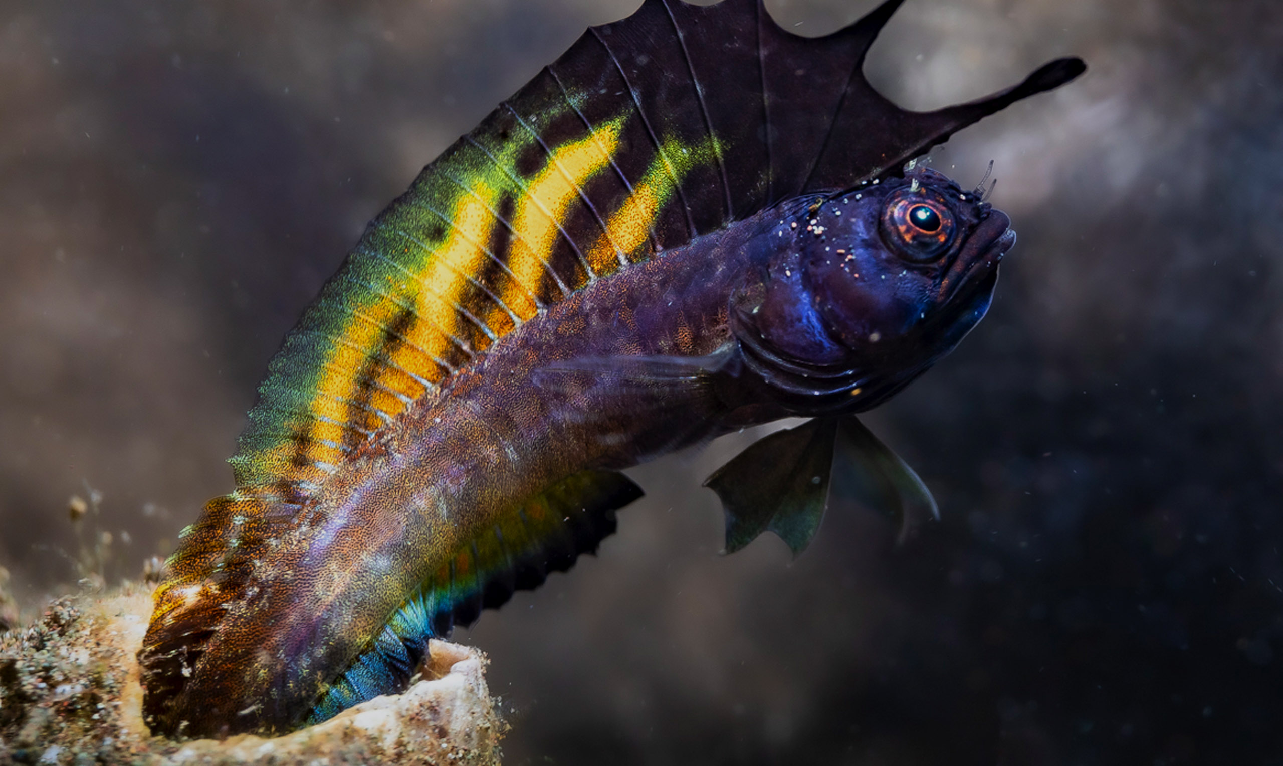 Smithsonian Tropical Research Institute