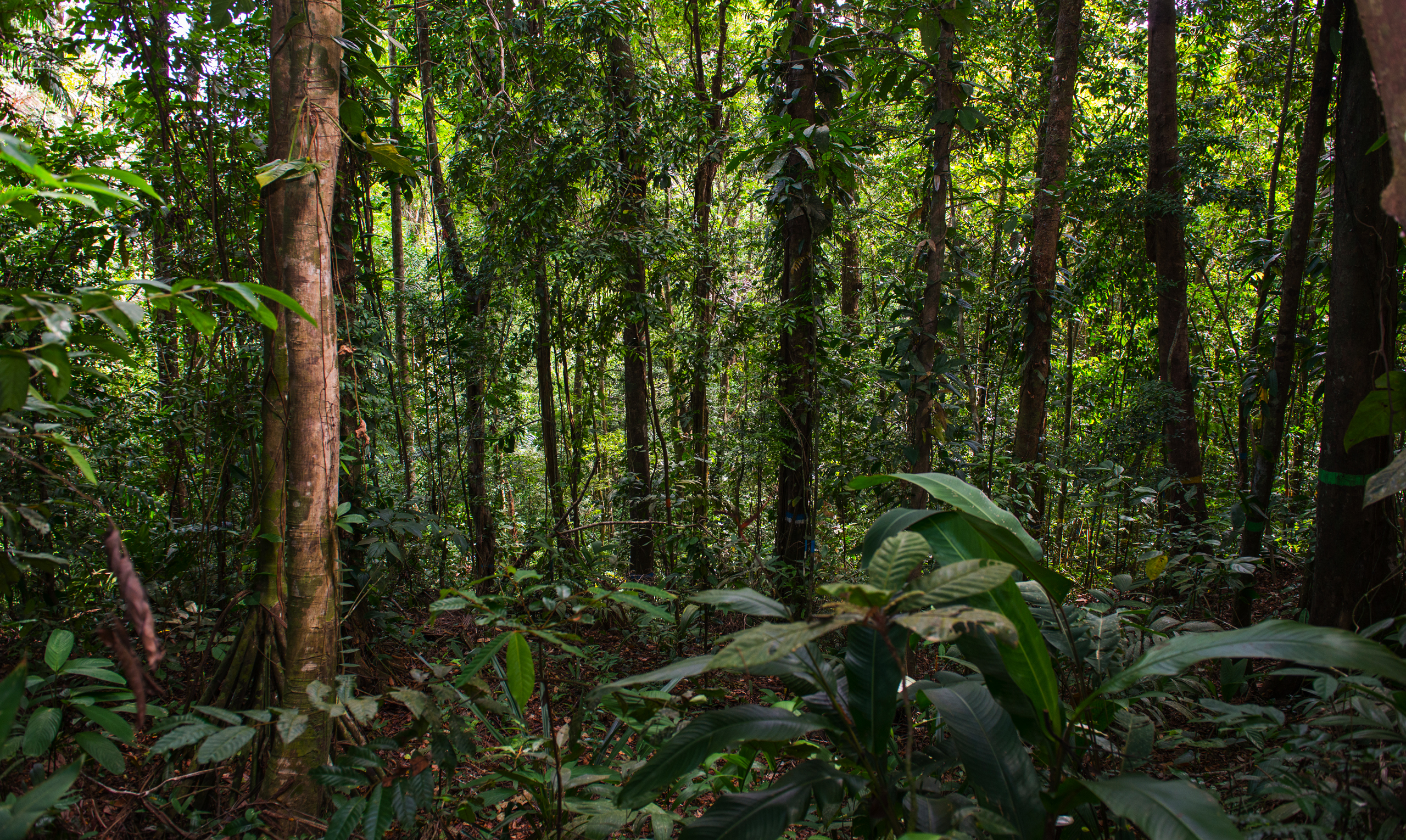 Tree Biodiveristy Threatened | Smithsonian Tropical Research Institute