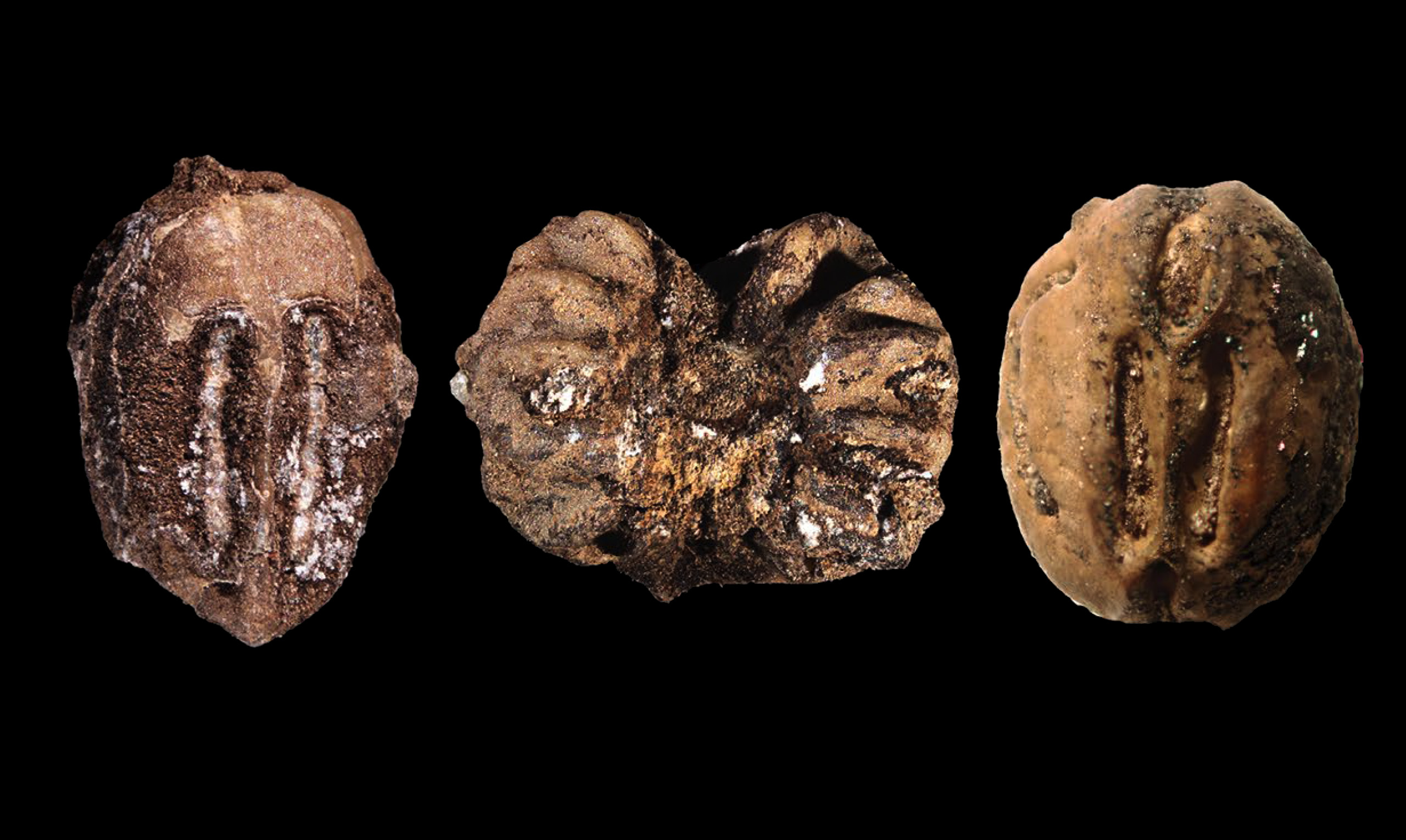 Ancient grapes | Smithsonian Tropical Research Institute