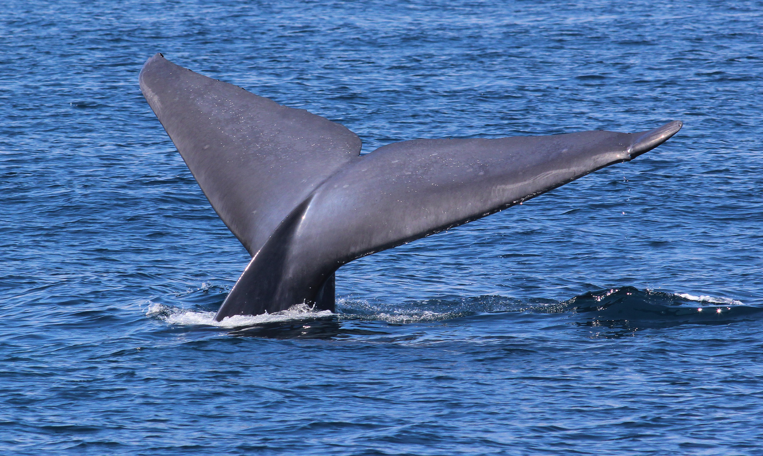 New Marine Mammal Area | Smithsonian Tropical Research Institute