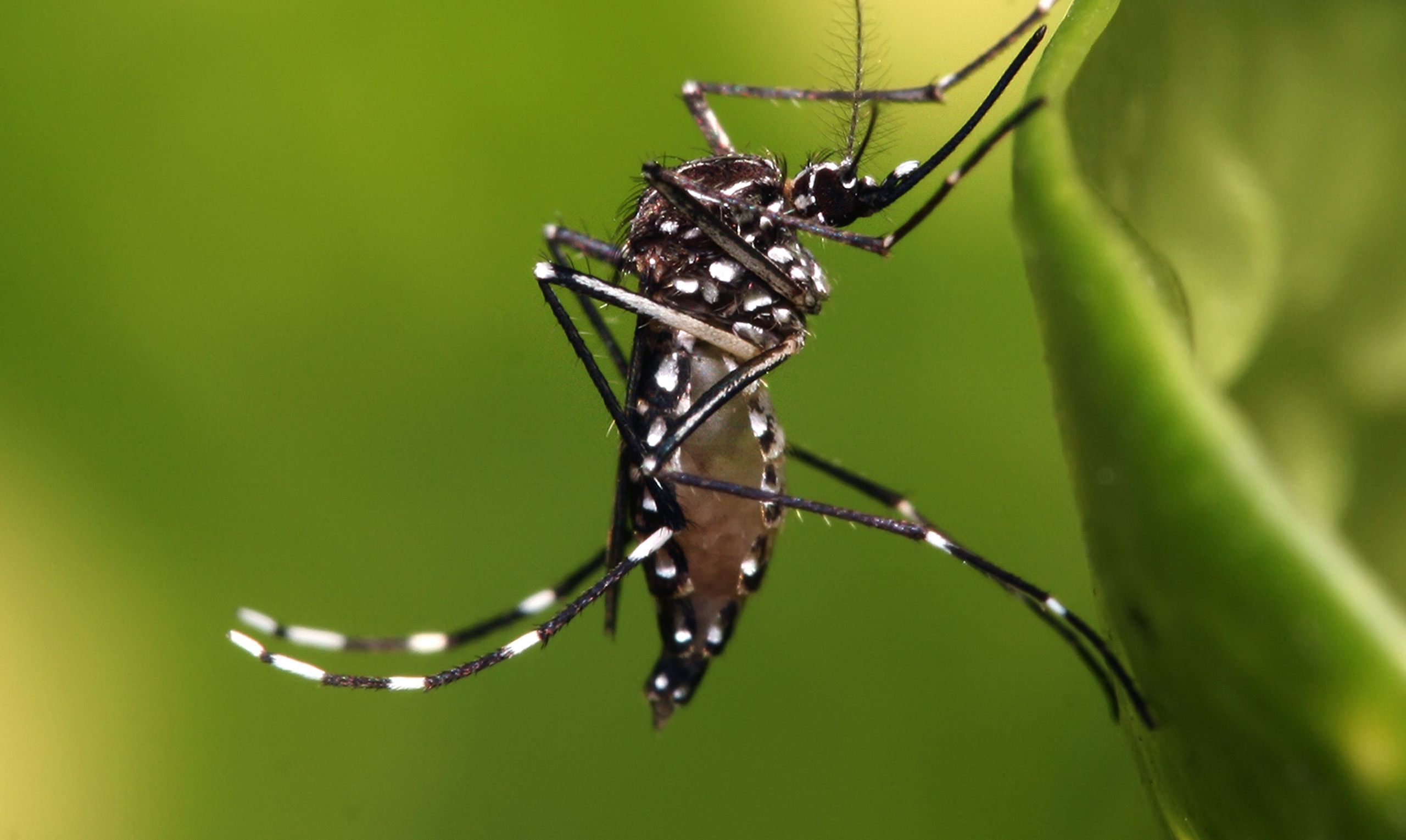 Tracking Aedes Mosquito Invasions in Panama