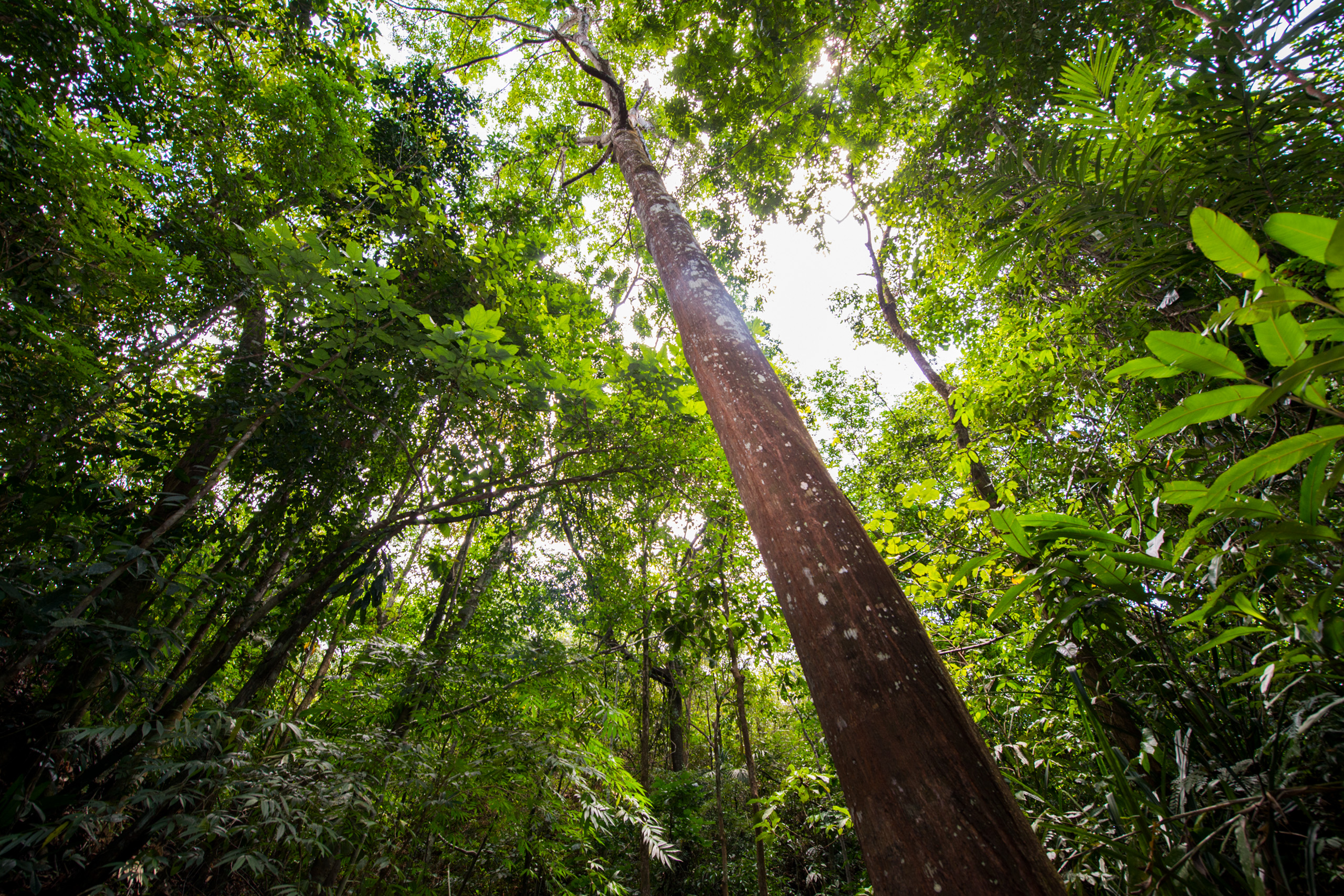 Estrategias únicas | Smithsonian Tropical Research Institute