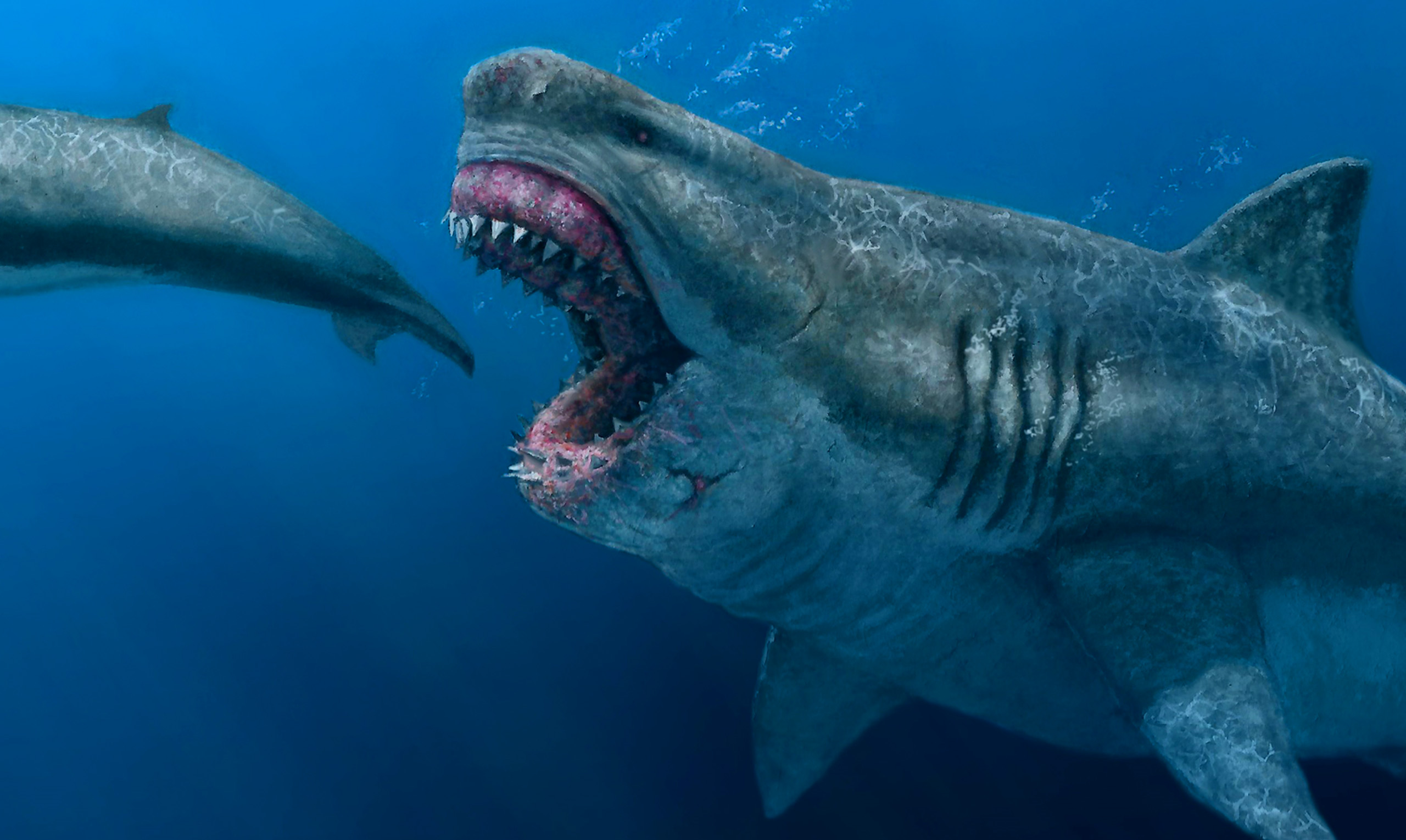 Gorgeous Pictures of Sharks, Predators of the Sea