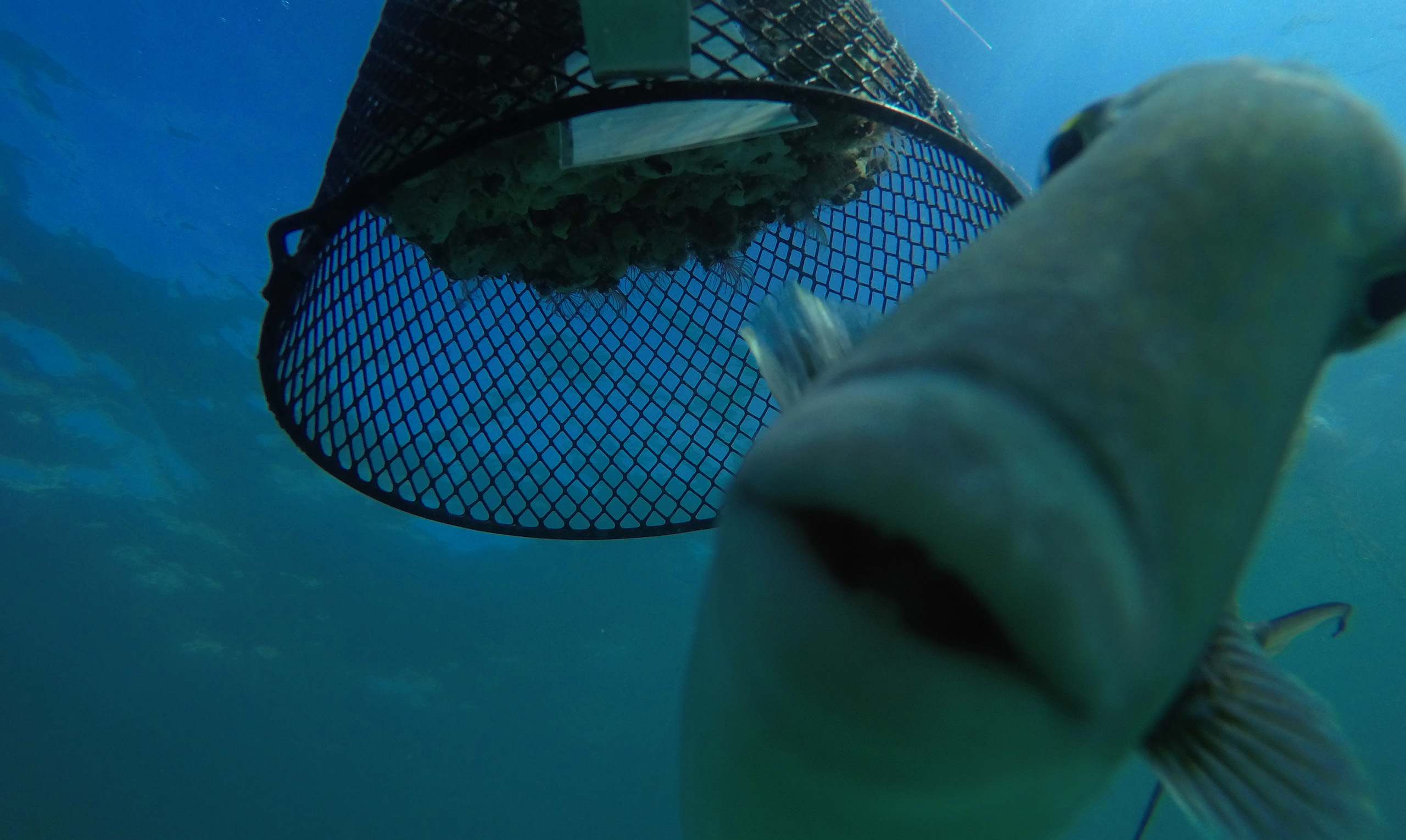 what-s-for-lunch-smithsonian-tropical-research-institute