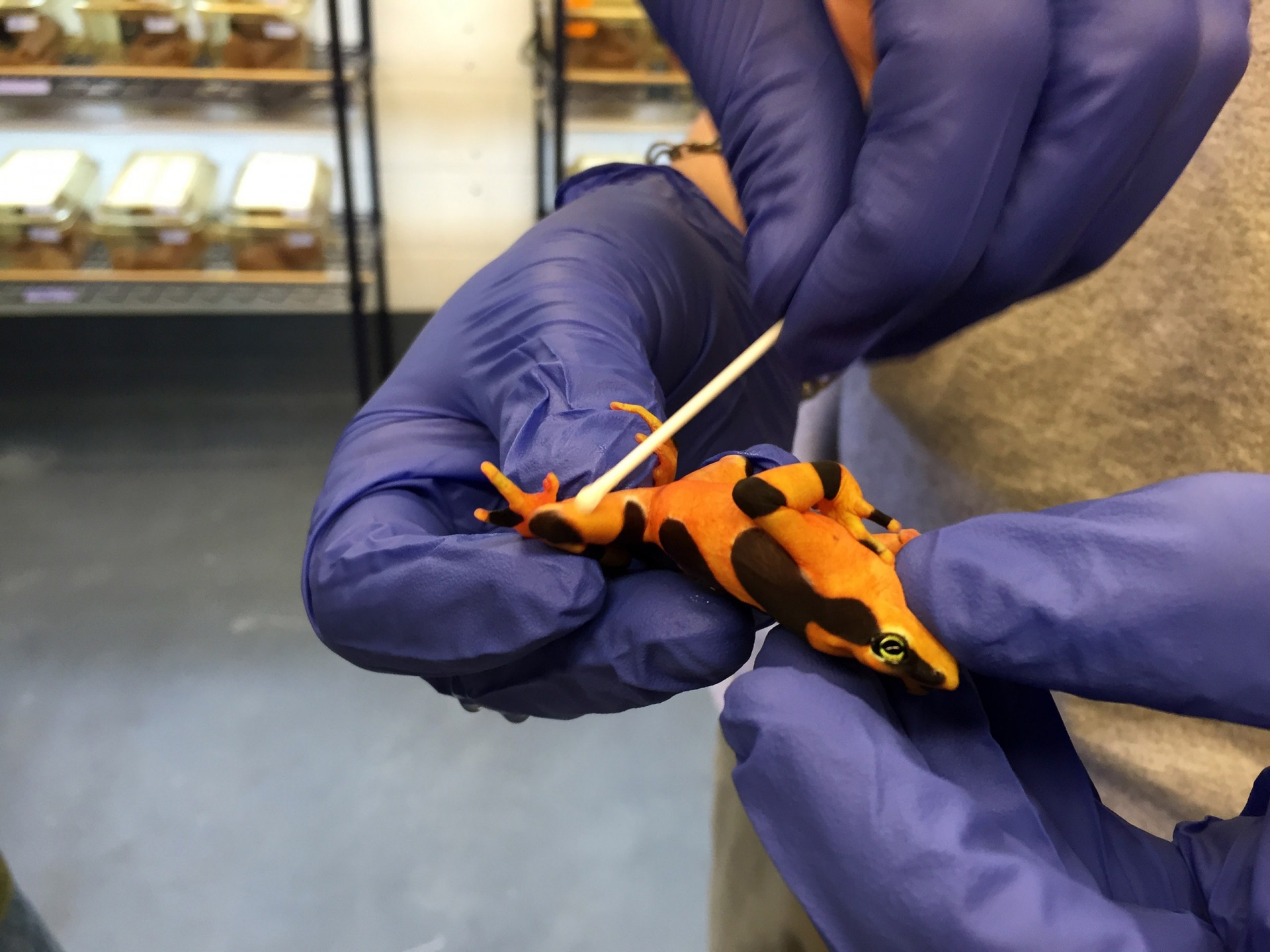 Smithsonian Tropical Research Institute