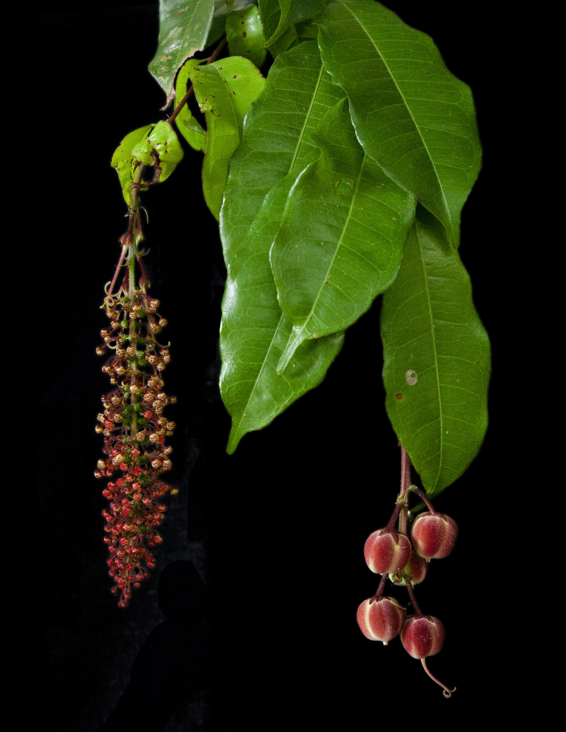 Smithsonian Tropical Research Institute