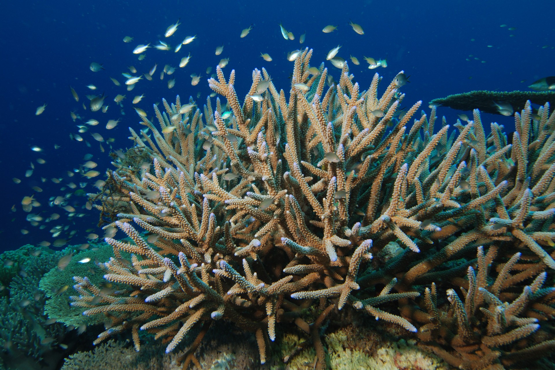 Coral-microbiome relationships