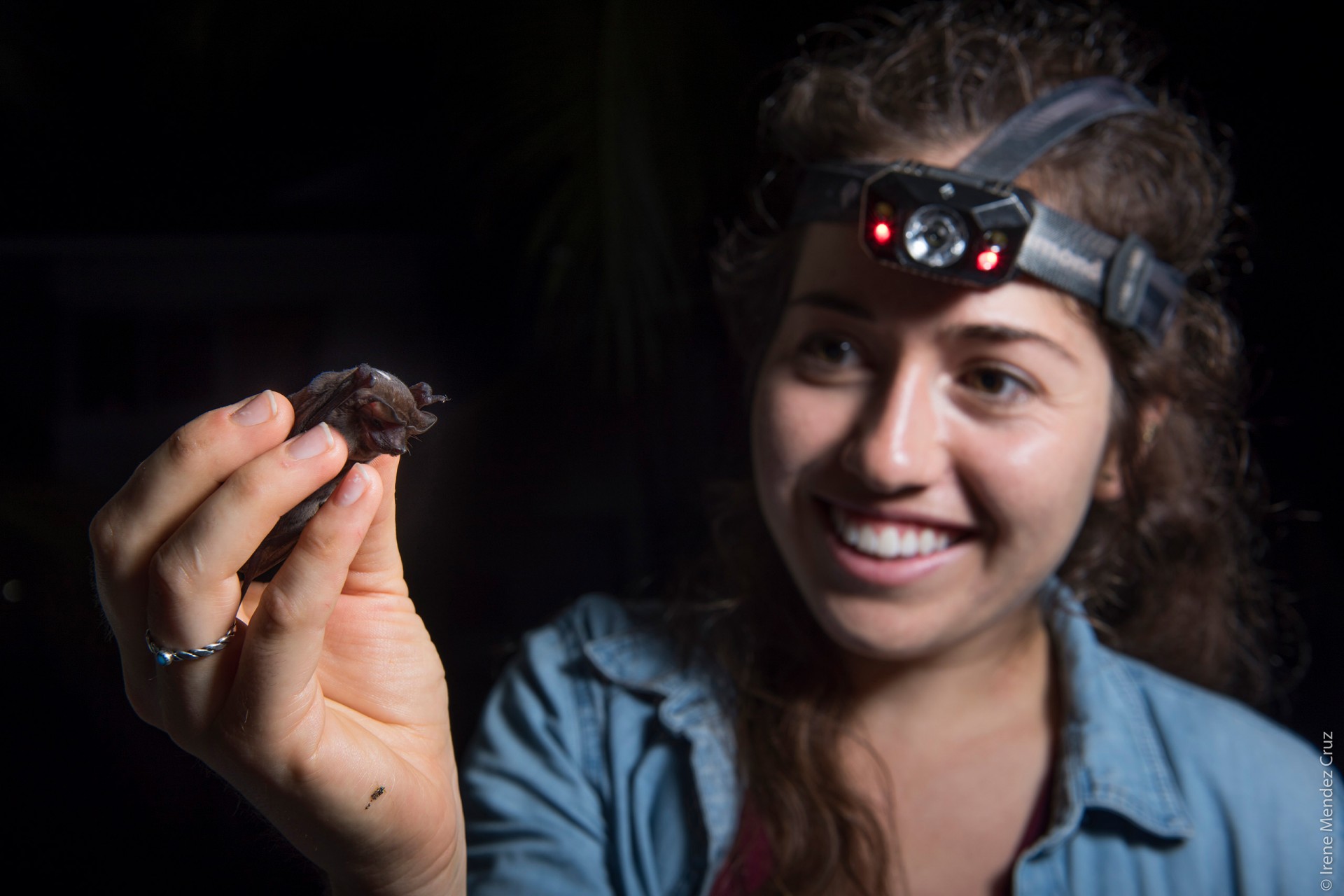STRILights - Learning from Tropical Nature in 2018