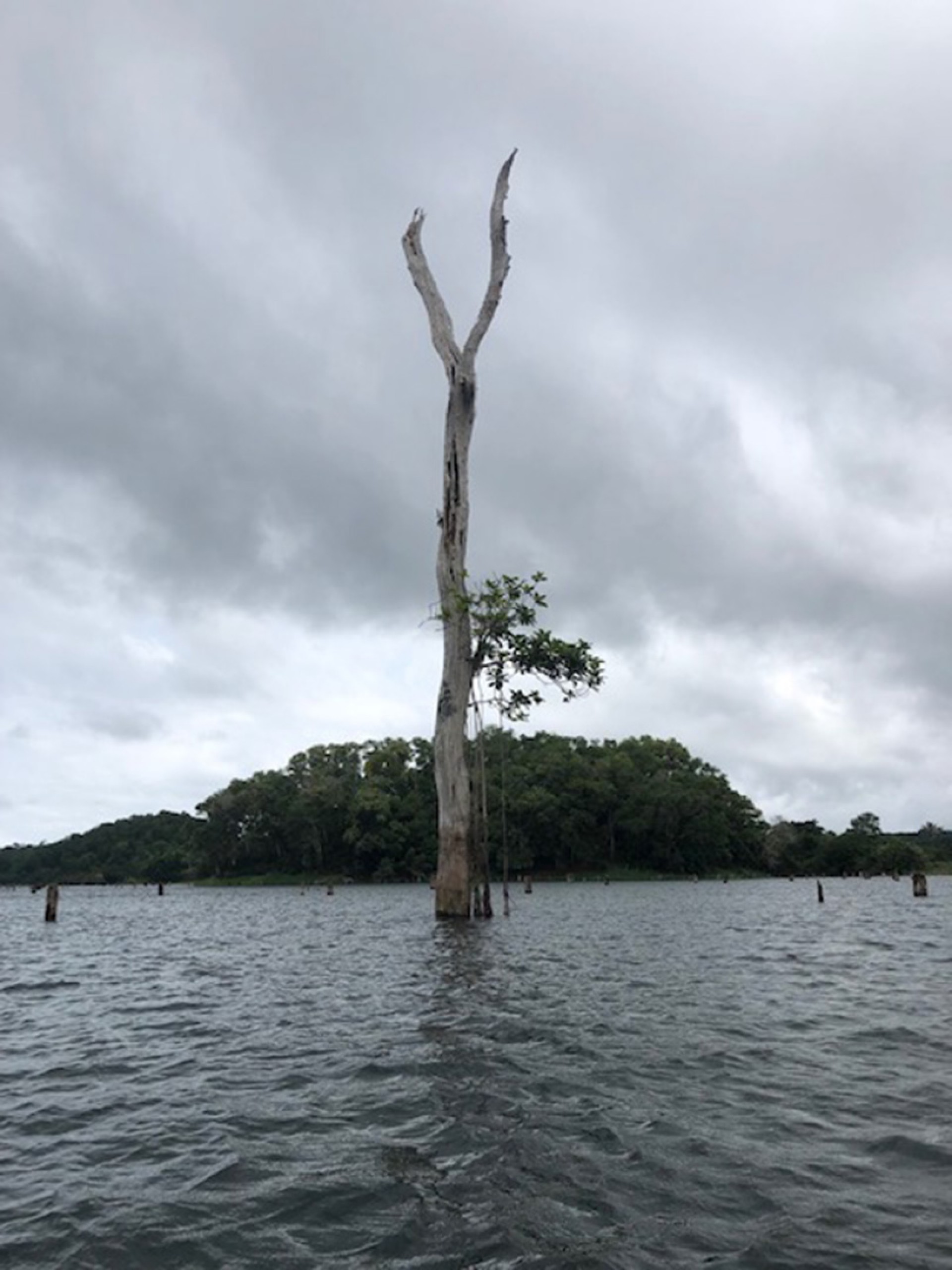 Smithsonian Tropical Research Institute
