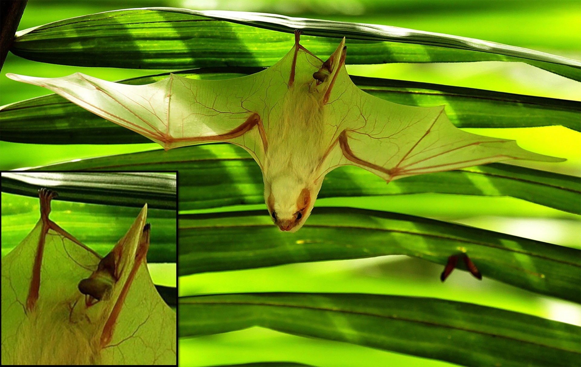 Smithsonian Tropical Research Institute