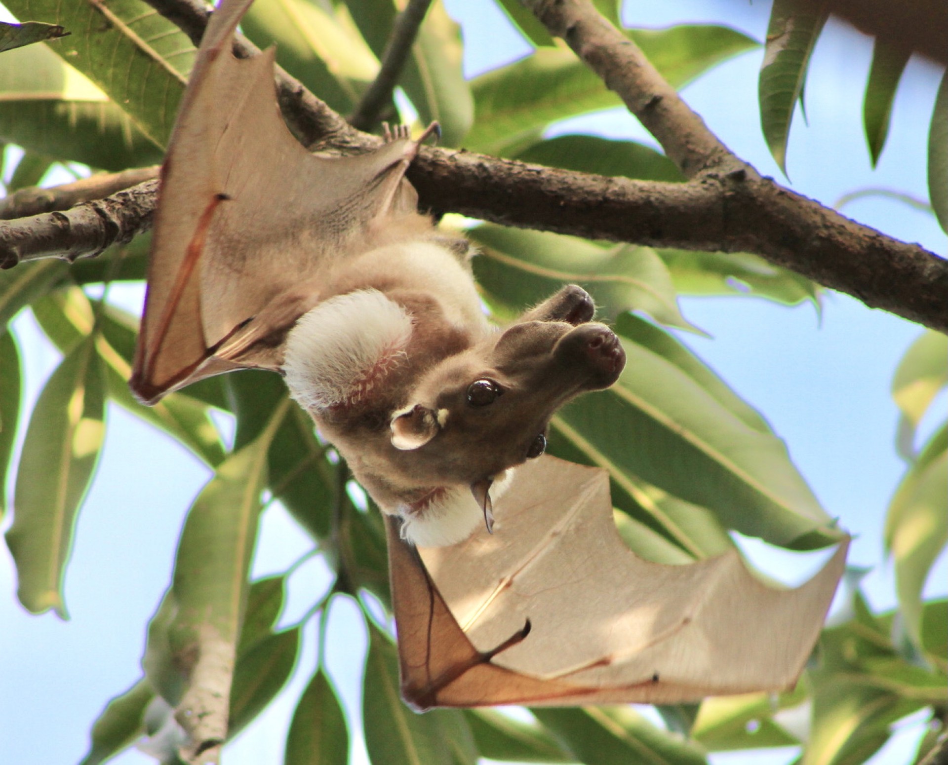 Smithsonian Tropical Research Institute