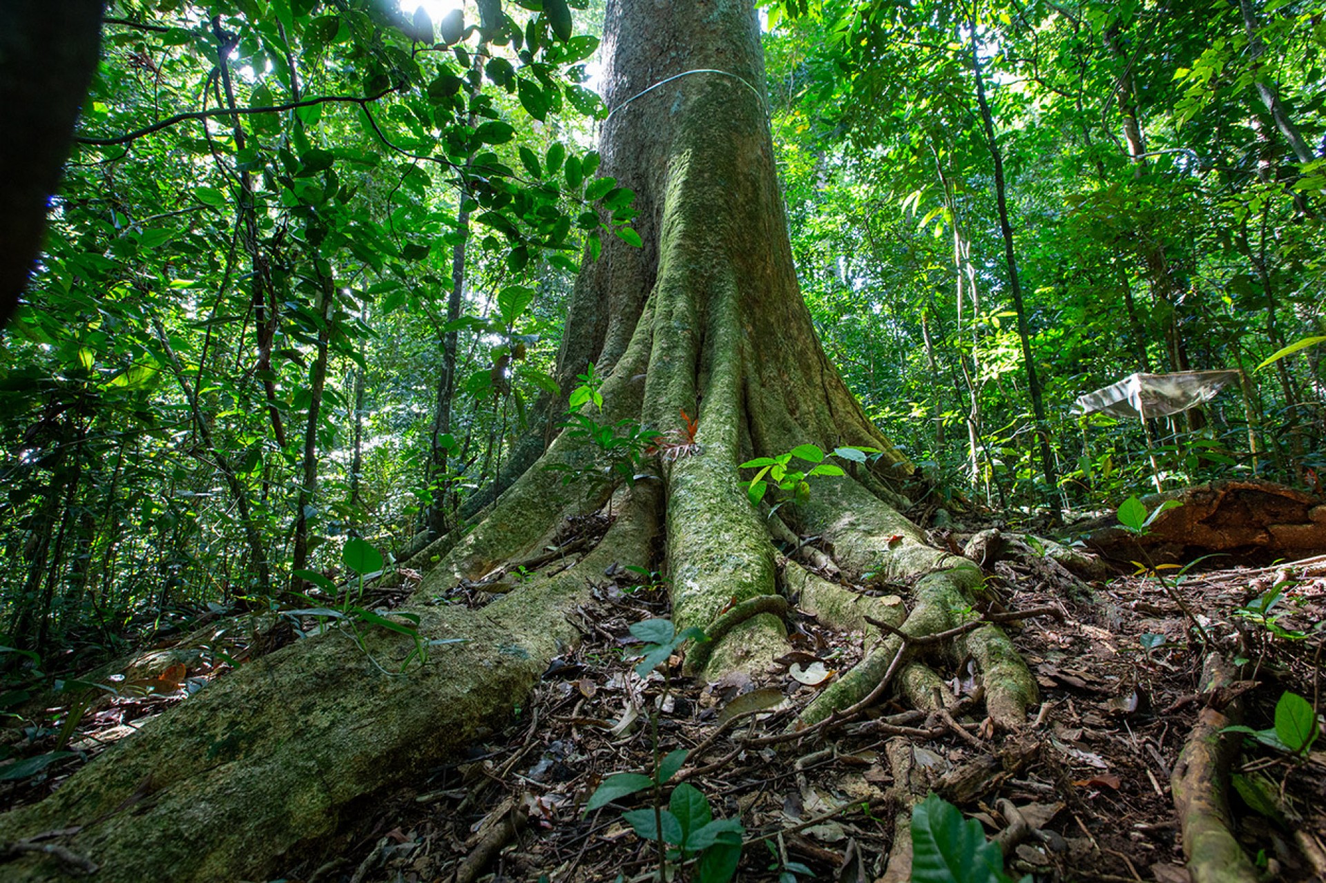 Special Events August 2022  Smithsonian Tropical Research Institute