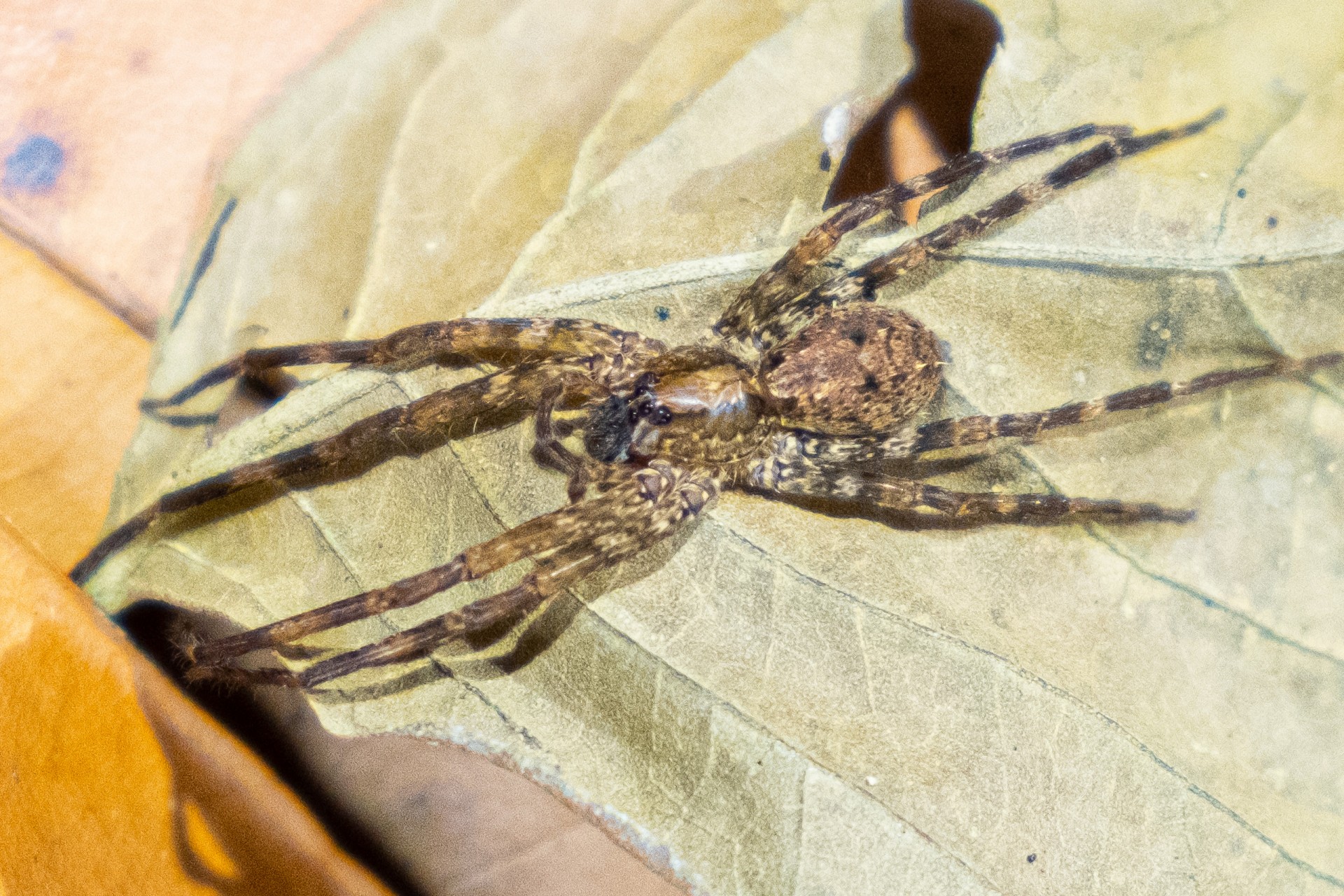 Wolf Spider  Smithsonian Institution