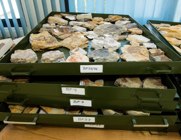 Fossil Collection