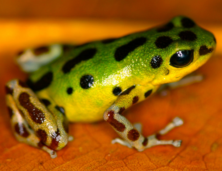 Smithsonian Tropical Research Institute (STRI)