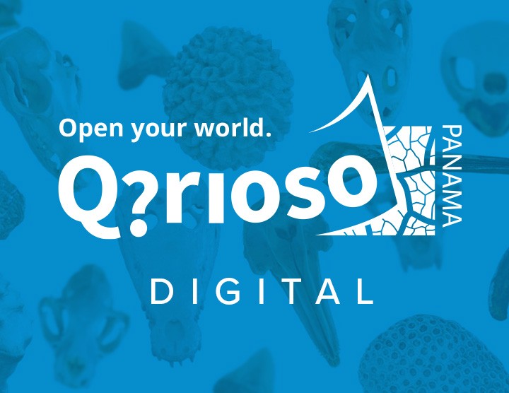 qrioso stri panama qrioso stri panama