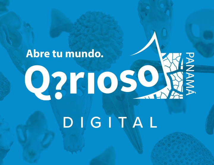 qrioso stri panama qrioso stri panama