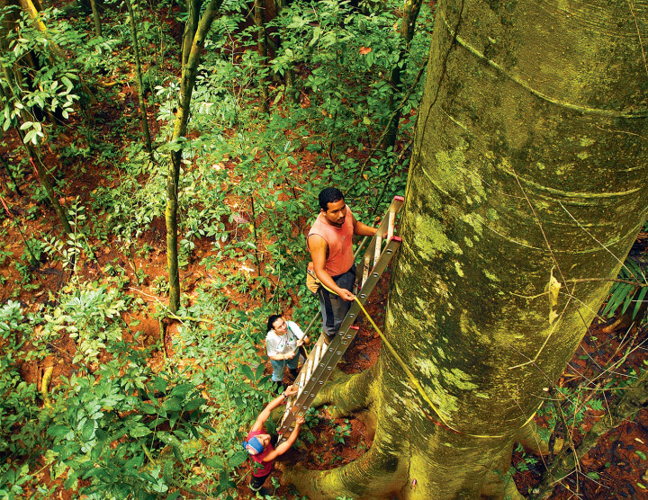 Center for Tropical Forest Science-Forest Global Earth Observatory