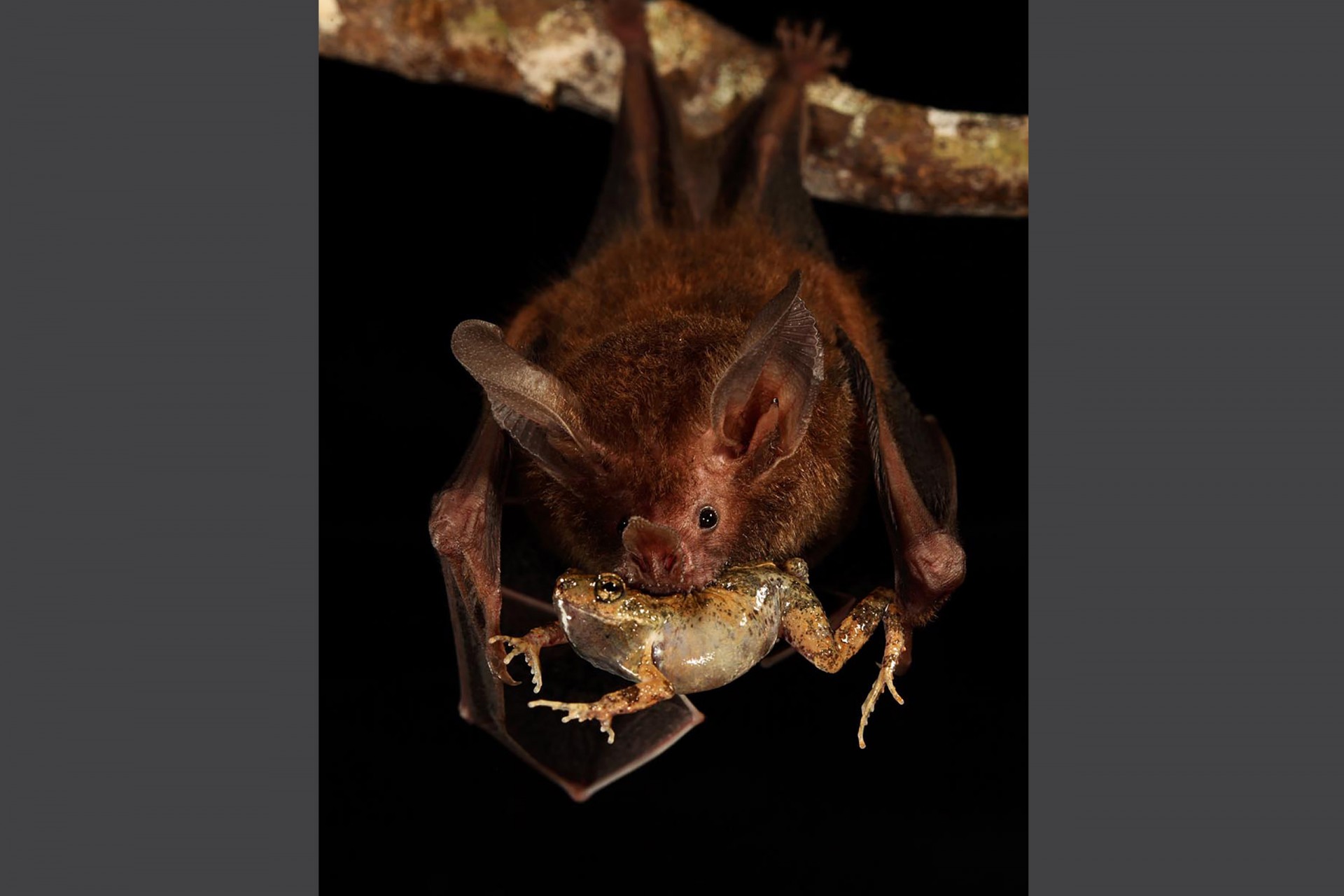 Smithsonian Tropical Research Institute
