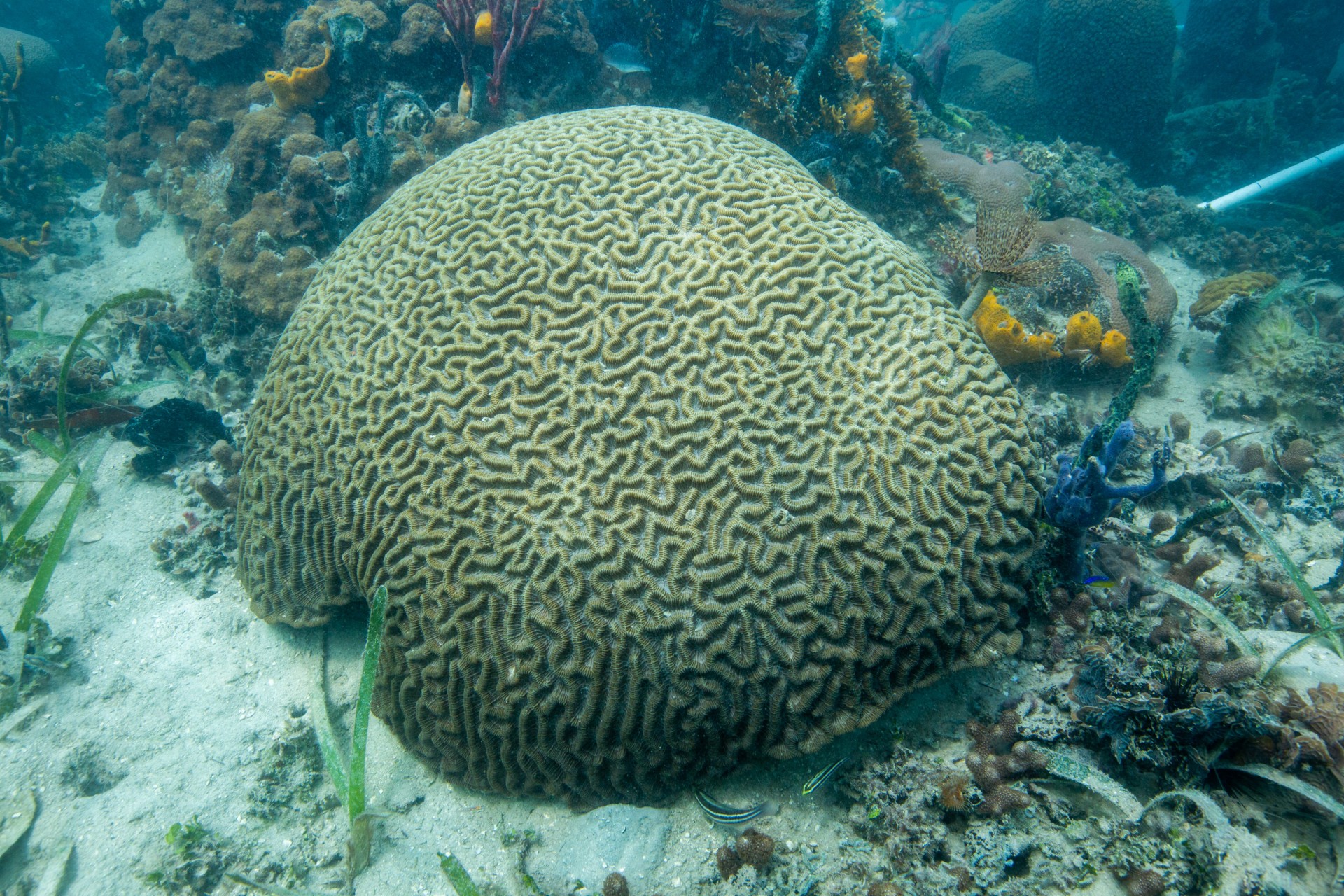 Smithsonian Tropical Research Institute