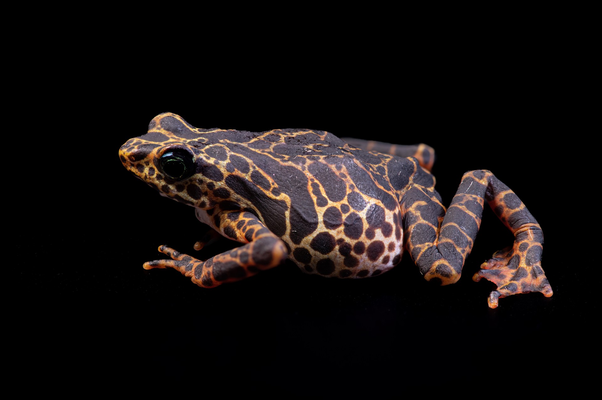 Smithsonian Tropical Research Institute