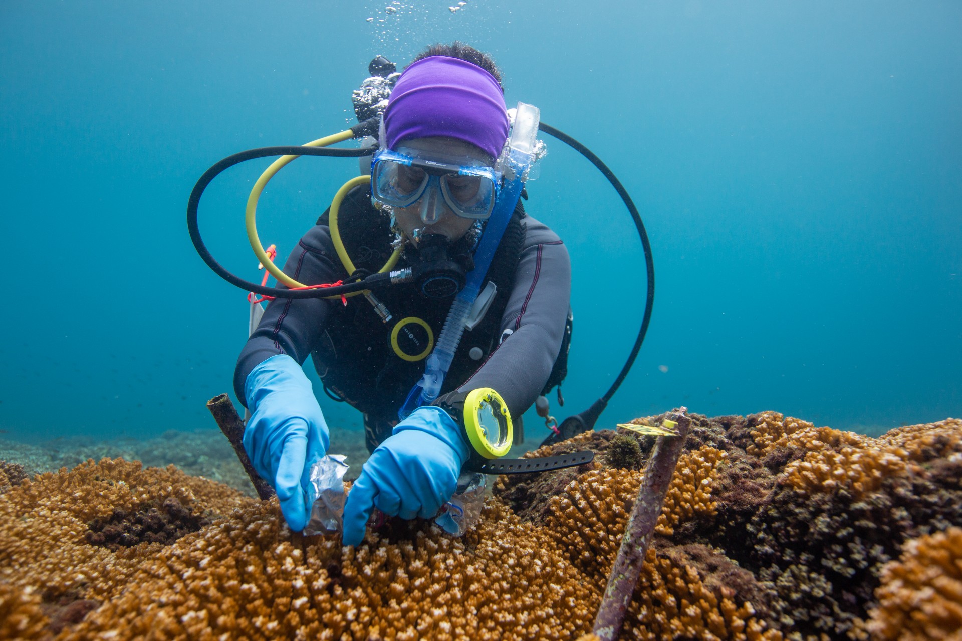 Smithsonian Tropical Research Institute