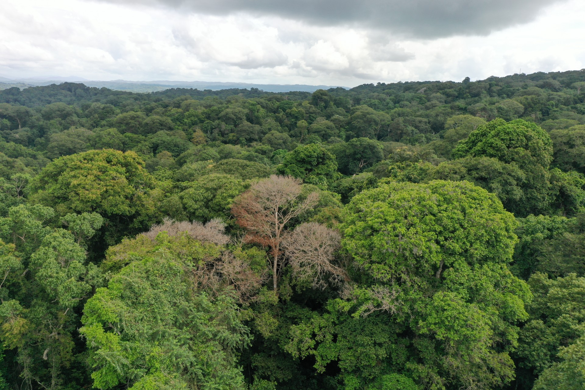 Smithsonian Tropical Research Institute