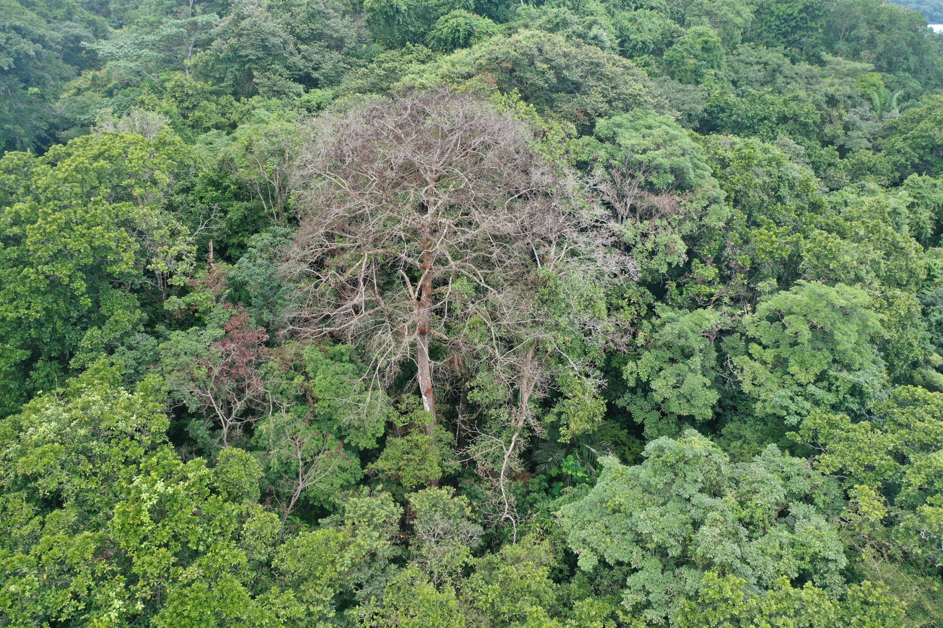 Smithsonian Tropical Research Institute