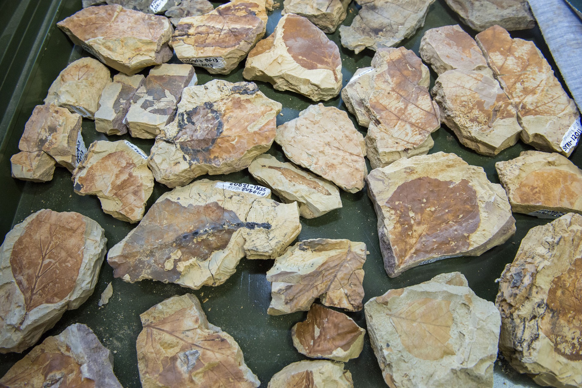 Smithsonian Tropical Research Institute