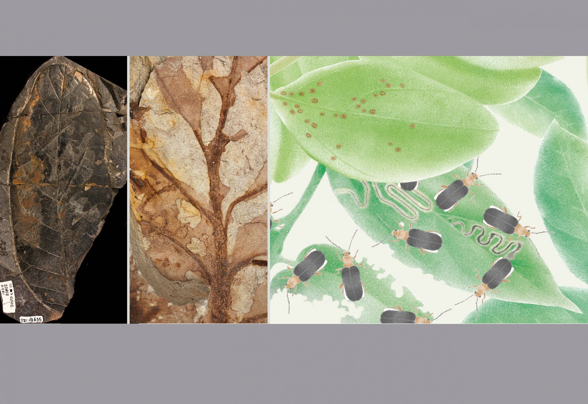 Smithsonian Tropical Research Institute