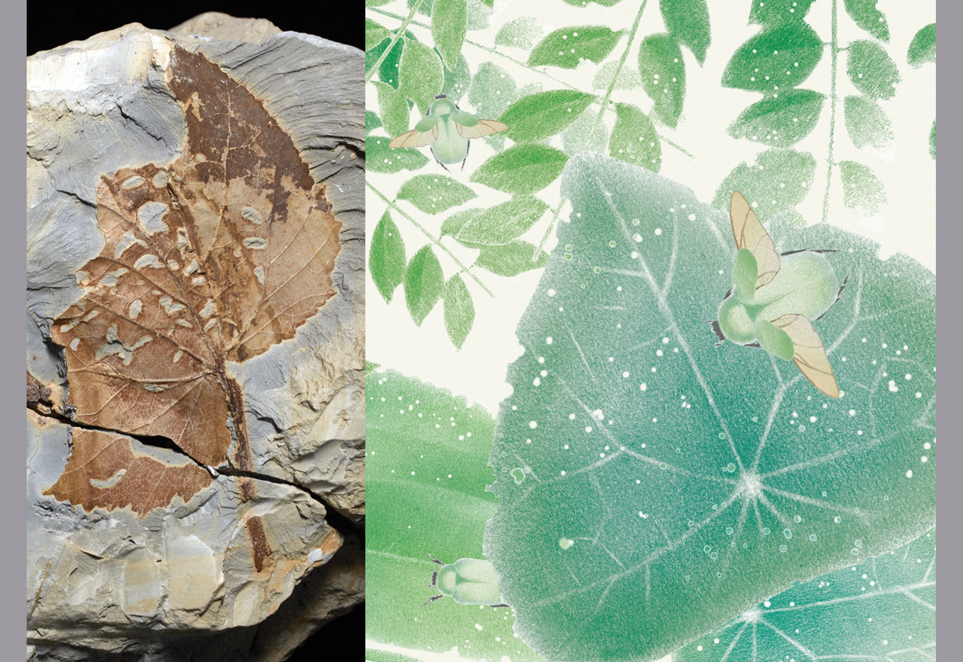 Smithsonian Tropical Research Institute