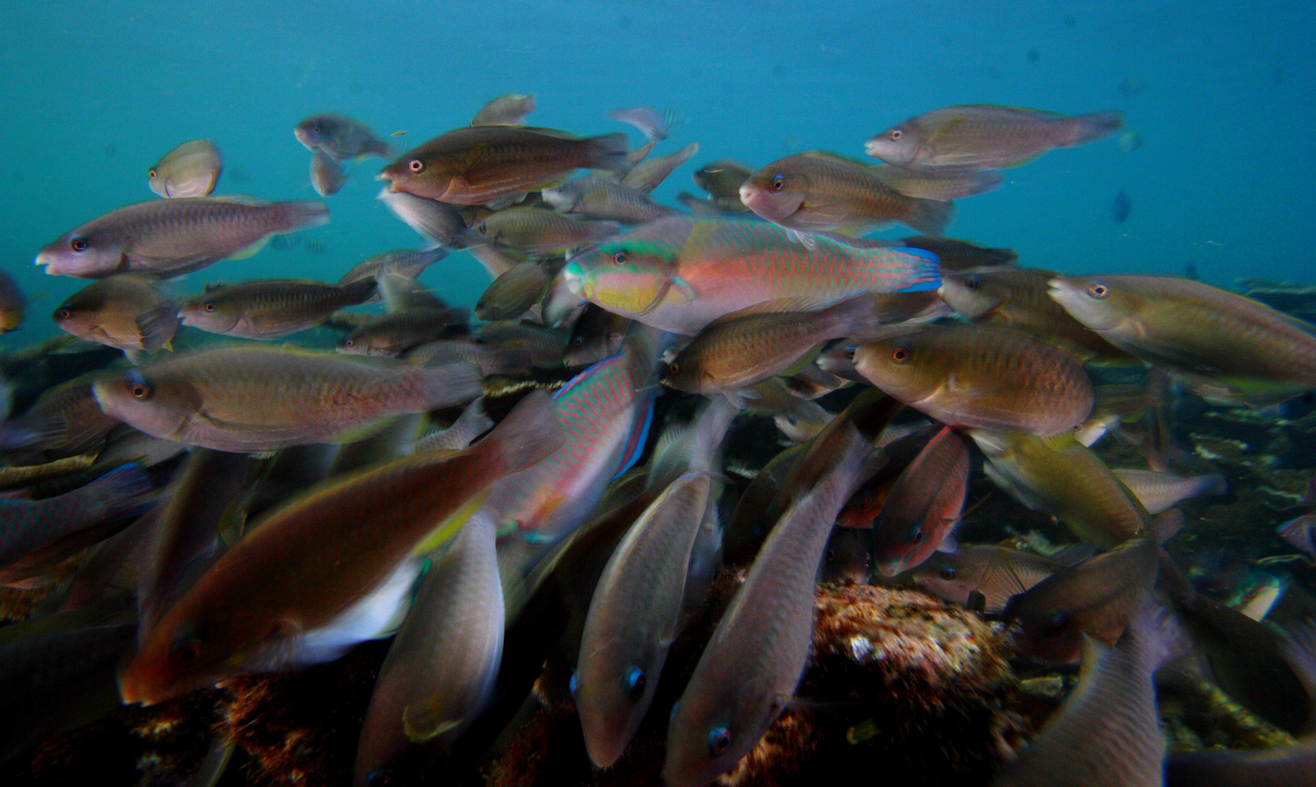 More Fish Mean Healthier Reefs