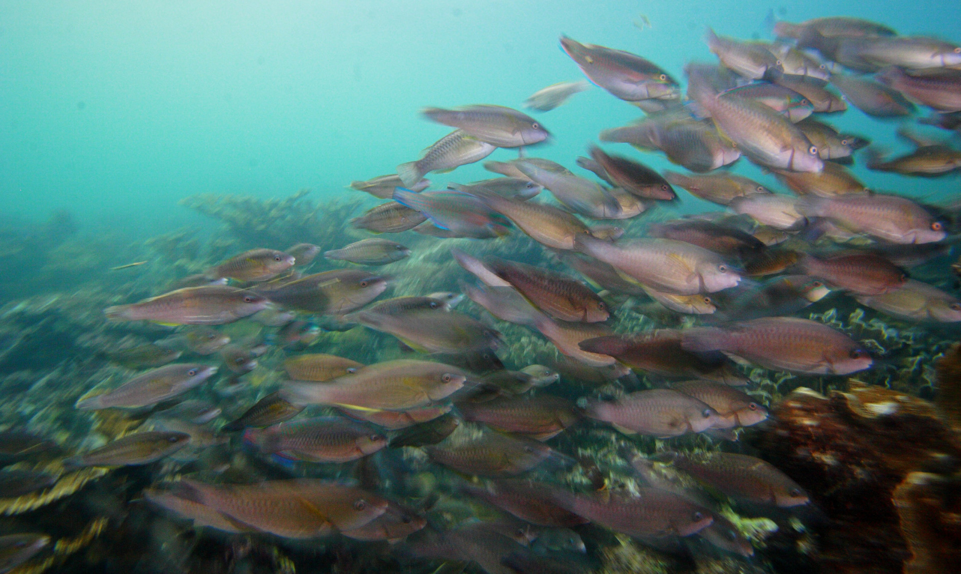 More Fish Mean Healthier Reefs