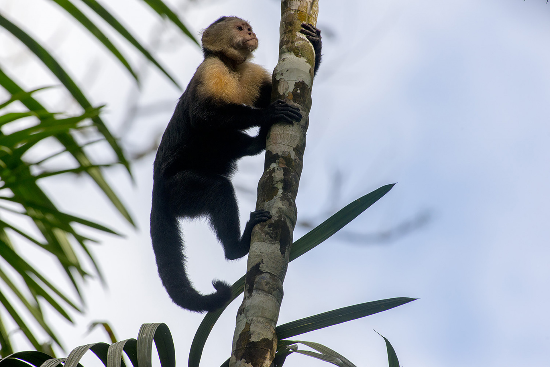 are capuchin monkeys smart