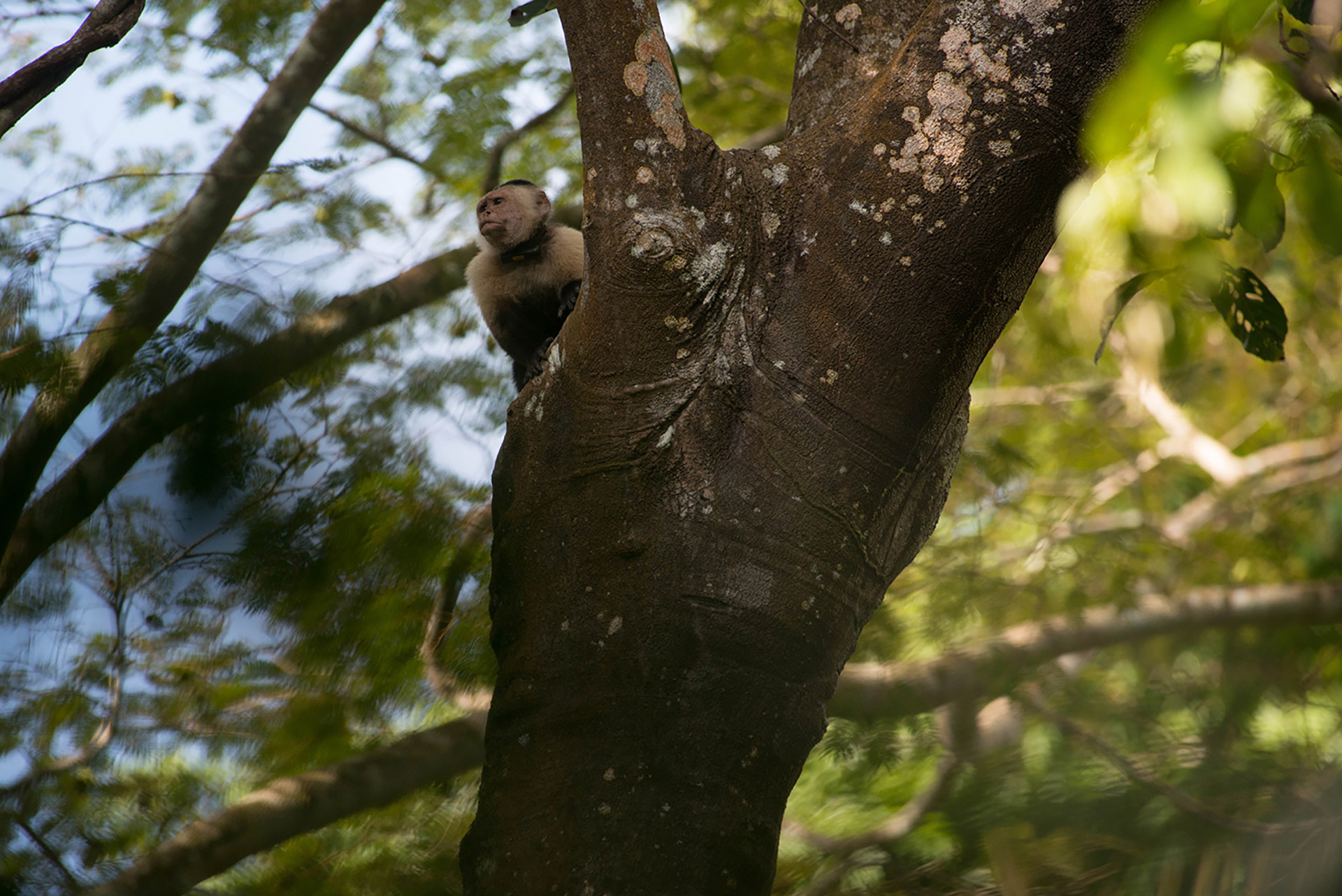 Smithsonian Tropical Research Institute (STRI)