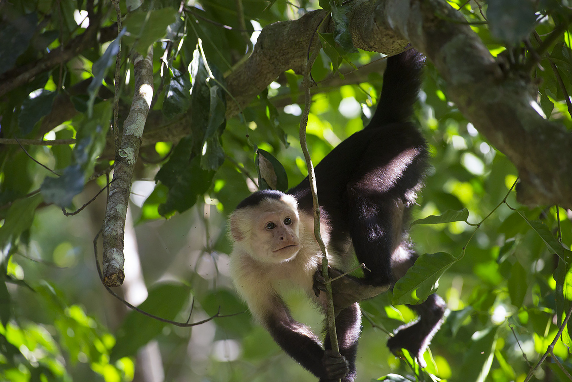 Rainforest Monkeys of Ecuador - Capuchins, Howlers and Spider Monkeys