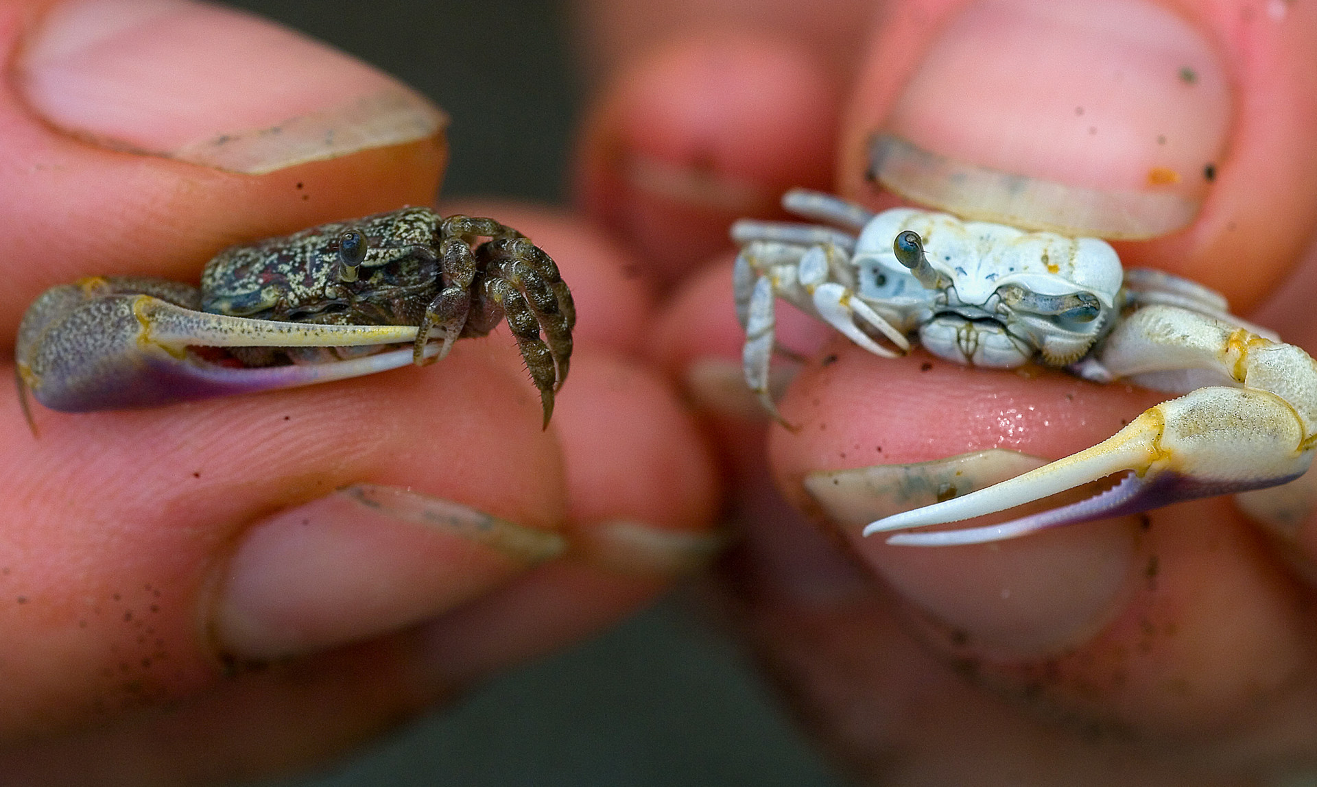 baby fiddler crabs