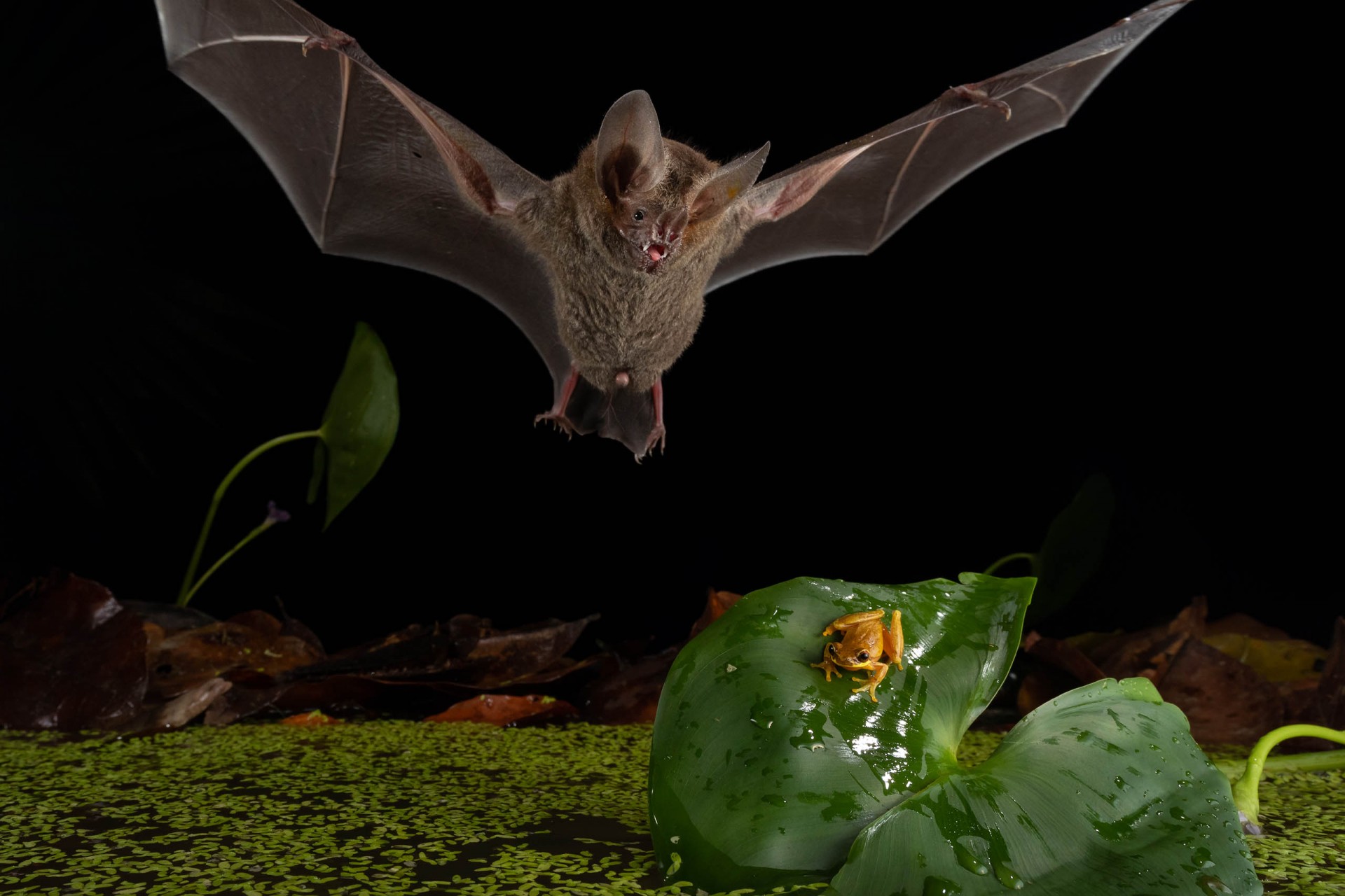 trachops cirrhosus approach a dendropsophus ebraccatus photo by grant maslowski