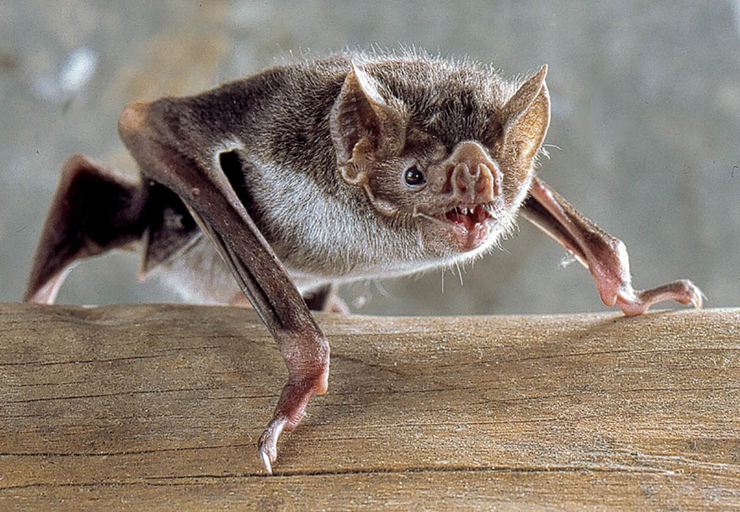 desmodus rotundus common vampire bat - photo by uwe schmidt