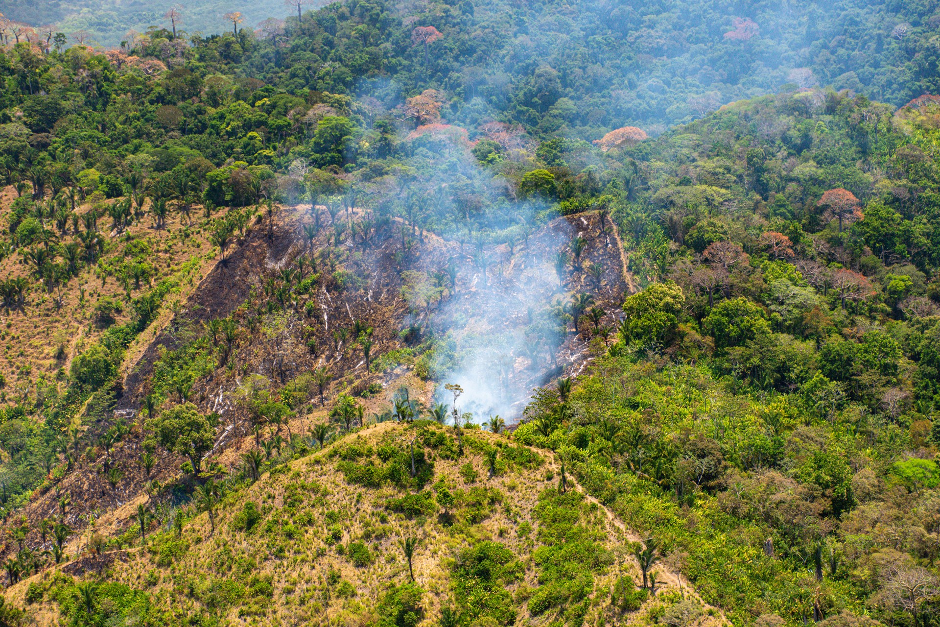 Special Feature STRI Panama